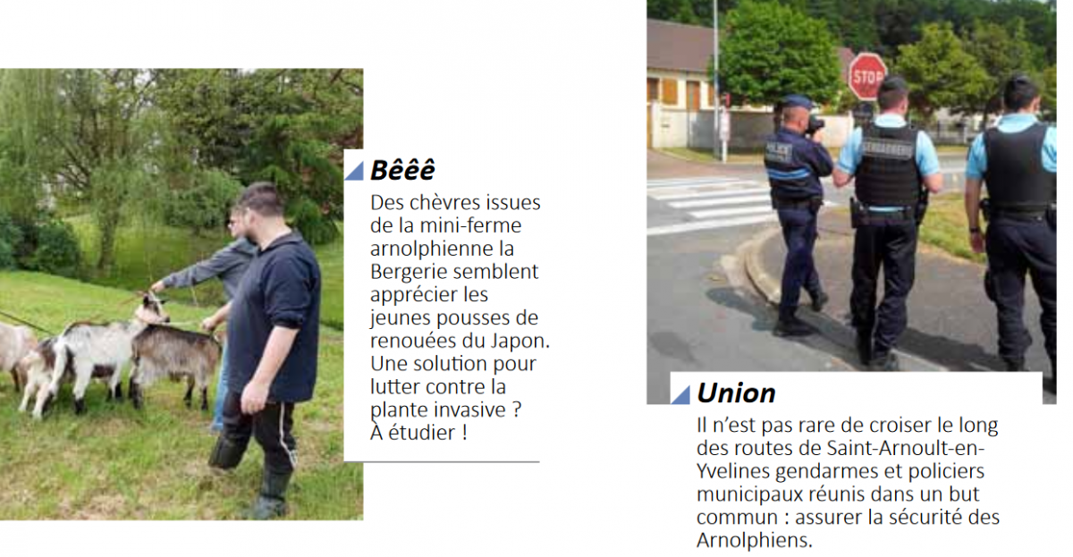 Des Chèvres plus efficaces sur la renouée que police municipale et gendarmerie sur les stationnements gênants et dangereux ?