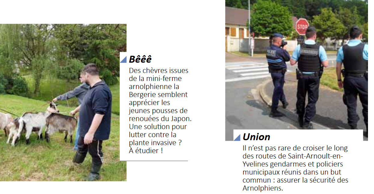 Des Chèvres plus efficaces sur la renouée que police municipale et gendarmerie sur les stationnements gênants et dangereux ?